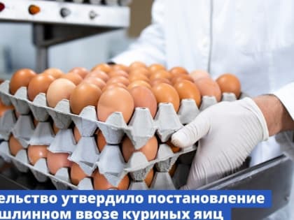 Правительство утвердило постановление о беспошлинном ввозе куриных яиц