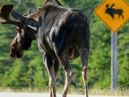 В Ленобласти открыли сезон охоты на лося