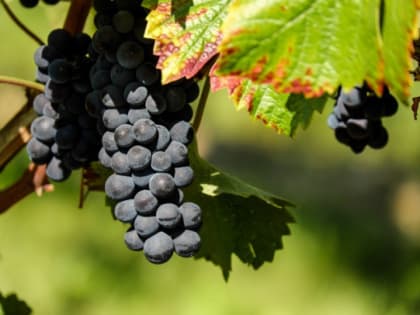 Аграрии Донбасса займутся виноградорством
