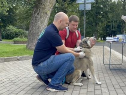 Бесплатная вакцинация домашних любимцев