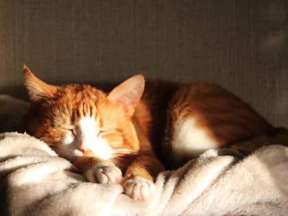 В субботу в Ленинградскую область придет потепление