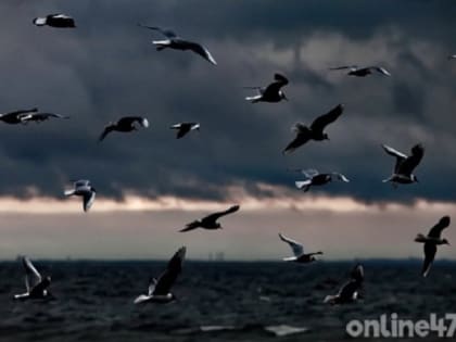 Подрыв «Северных потоков» стал причиной гибели морских животных