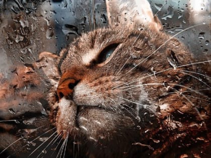 В четверг в Ленобласти пройдет снег с дождем и до 4 градусов тепла