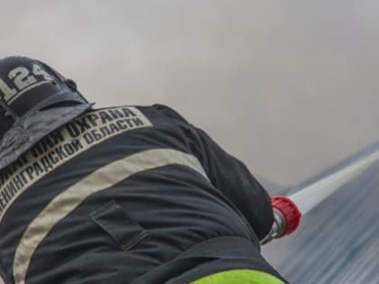 Более 130 лесных пожаров потушили в Ленобласти с начала сезона