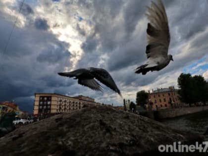 Рекордное потепление пришло в Петербург на Крещение