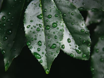 Прохладную и дождливую погоду пообещали жителям Ленобласти 14 сентября