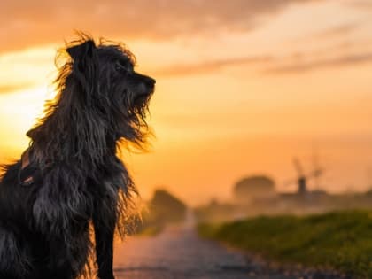 В Ленобласти разложат более 20 тыс. доз вакцины от бешенства