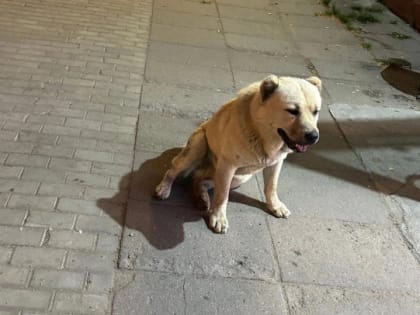 В центре Сосново алабай-потрошитель вцепился в лошадь, которая катала детей (фото, видео)