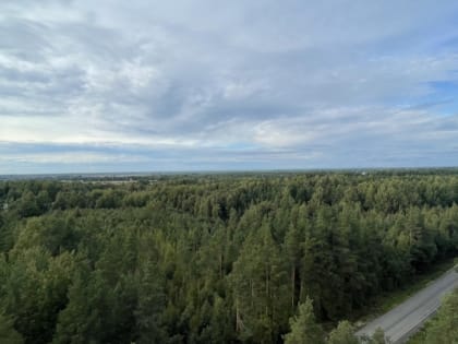 Ленинградская область вышла на второе место в России по эффективности управления лесами