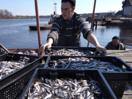 Ко Дню рыбака в Ленобласти подвели наградили лучших специалистов отрасли