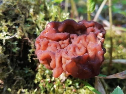 Без Красной книги в лес нельзя: в Ленобласти вводят штрафы за сбор редких грибов