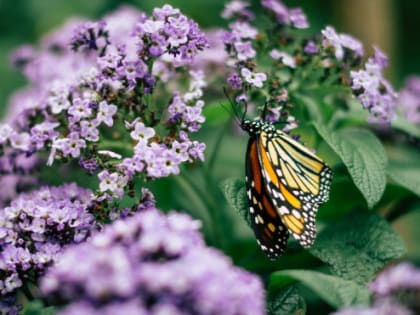 Облачно с прояснениями, дожди и грозы: погода в Ленобласти 4 июня