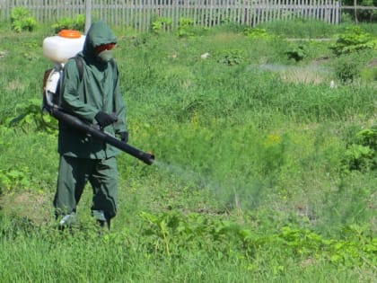 Комментарий специалиста о борьбе с борщевиком Сосновского