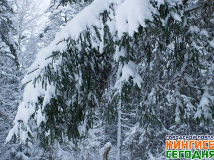 На Ленинградскую область надвигается похолодание. Синоптики обещают до -27