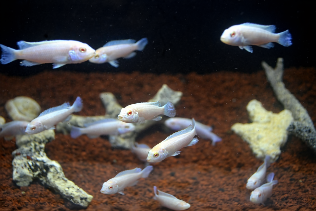 Berapa Harga Ikan Cichlid di Pasaran Saat Ini?