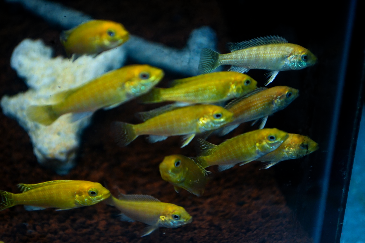 Jenis-Jenis Ikan Cichlid Paling Populer di Indonesia