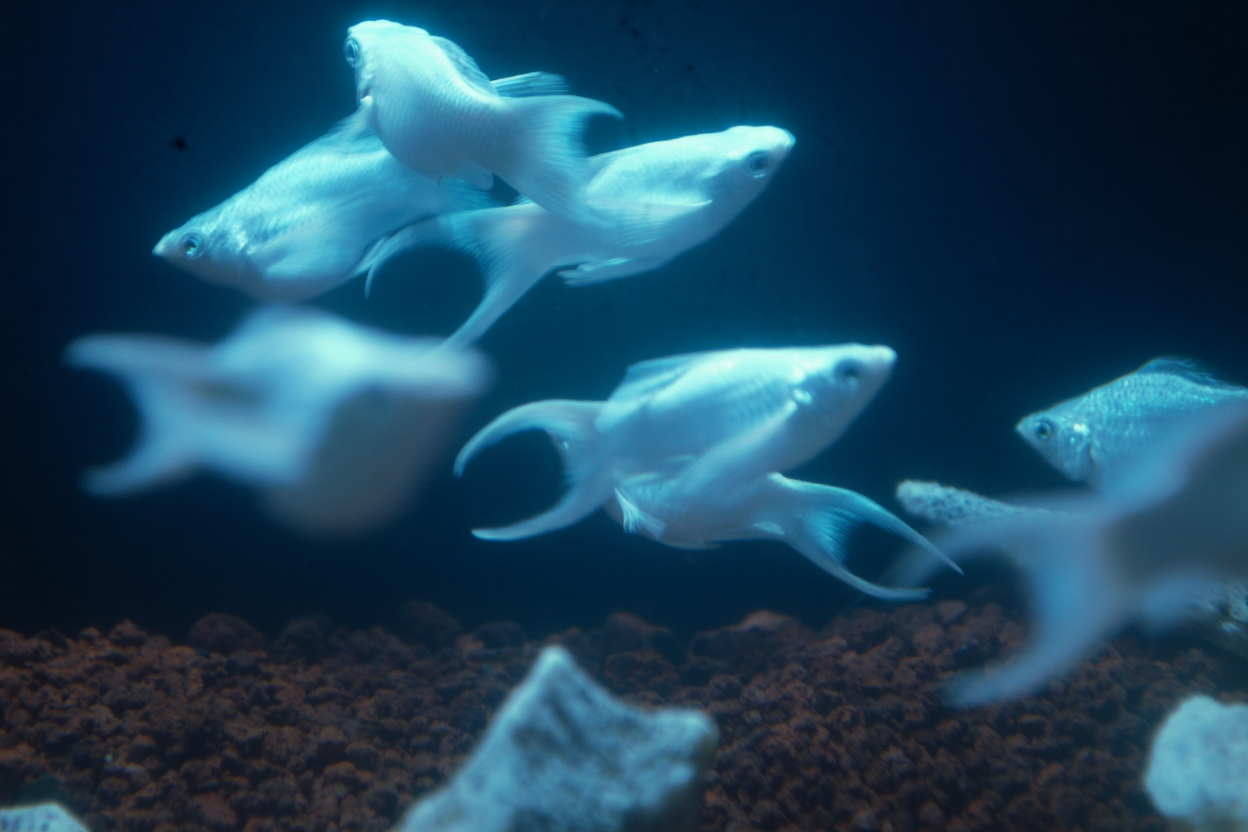 Jenis-Jenis Ikan Platy Hias Paling Populer untuk Aquarium