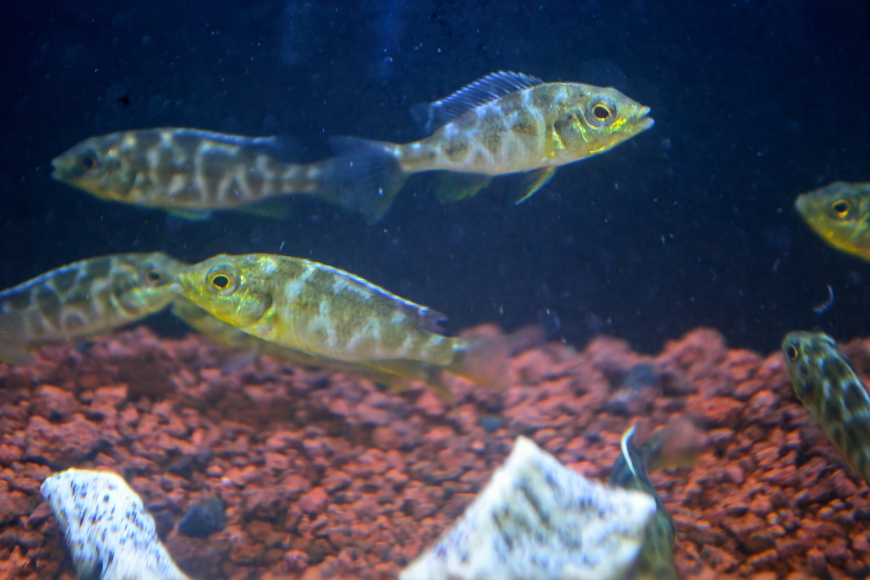 Apakah Ikan Cichlid Cocok untuk Pemula? Jawaban Lengkapnya