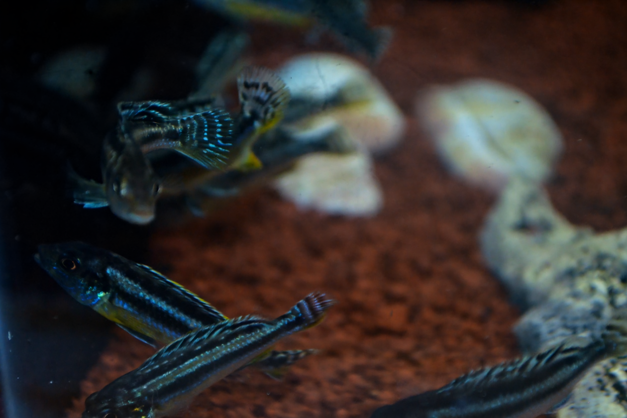 Ikan Cichlid Afrika vs Amerika – Mana yang Cocok Buat Kamu?