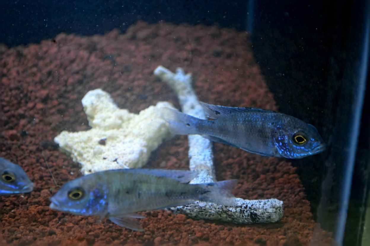 Masalah Umum pada Ikan Cichlid dan Cara Mengatasinya