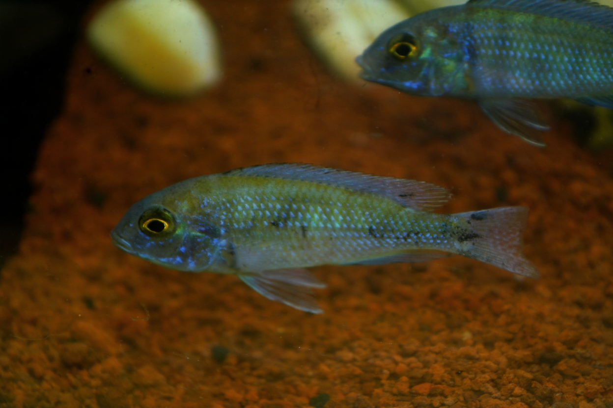 Perawatan Ikan Cichlid untuk Pemula: Step by Step