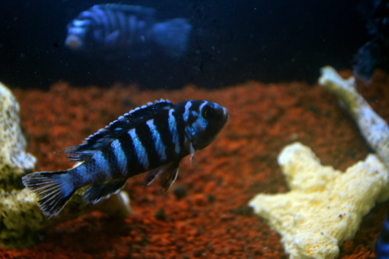 Cara Membedakan Jantan dan Betina pada Ikan Cichlid