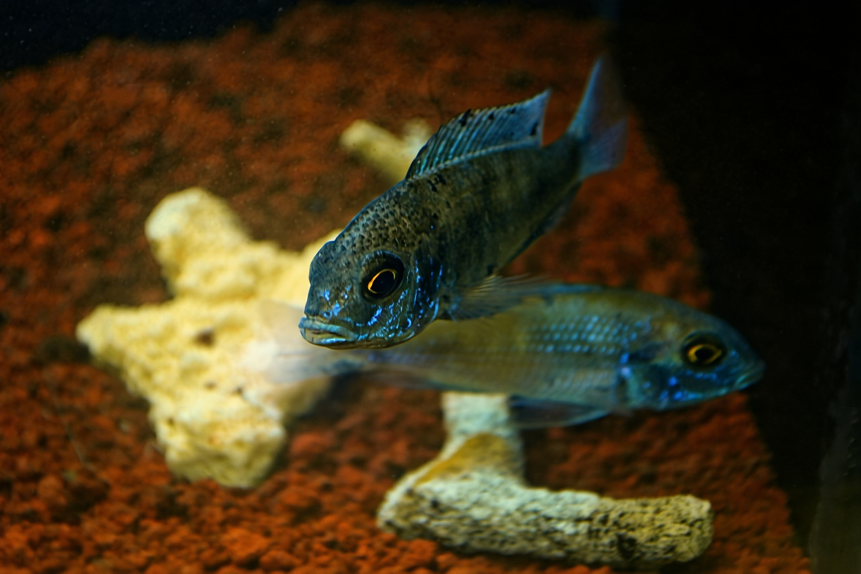 Panduan Ikan Cichlid – Dari Jenis, Aquarium, Sampai Makanan
