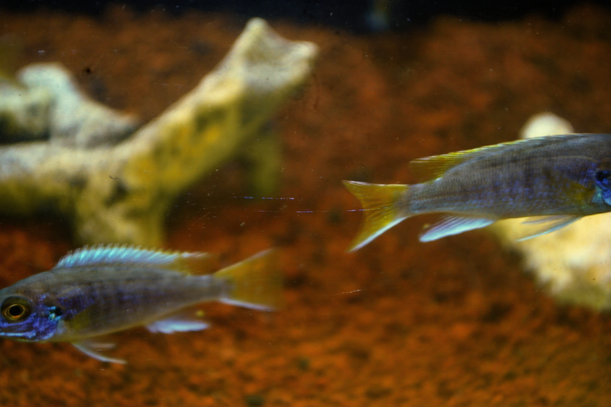 Warna-Warna Ikan Cichlid yang Paling Dicari Kolektor