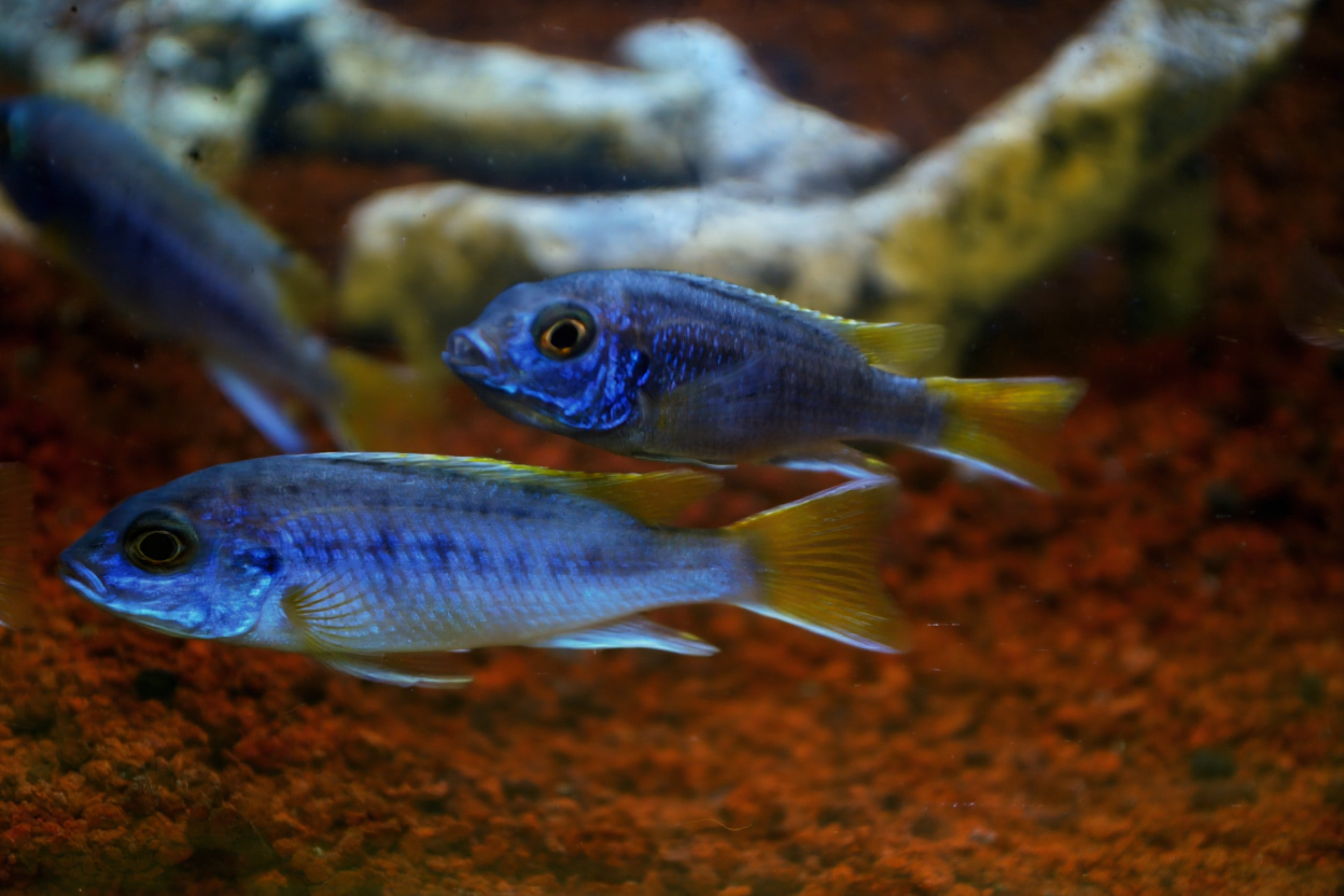 Budidaya Ikan Cichlid: Tips Menghasilkan Cuan dari Hobi