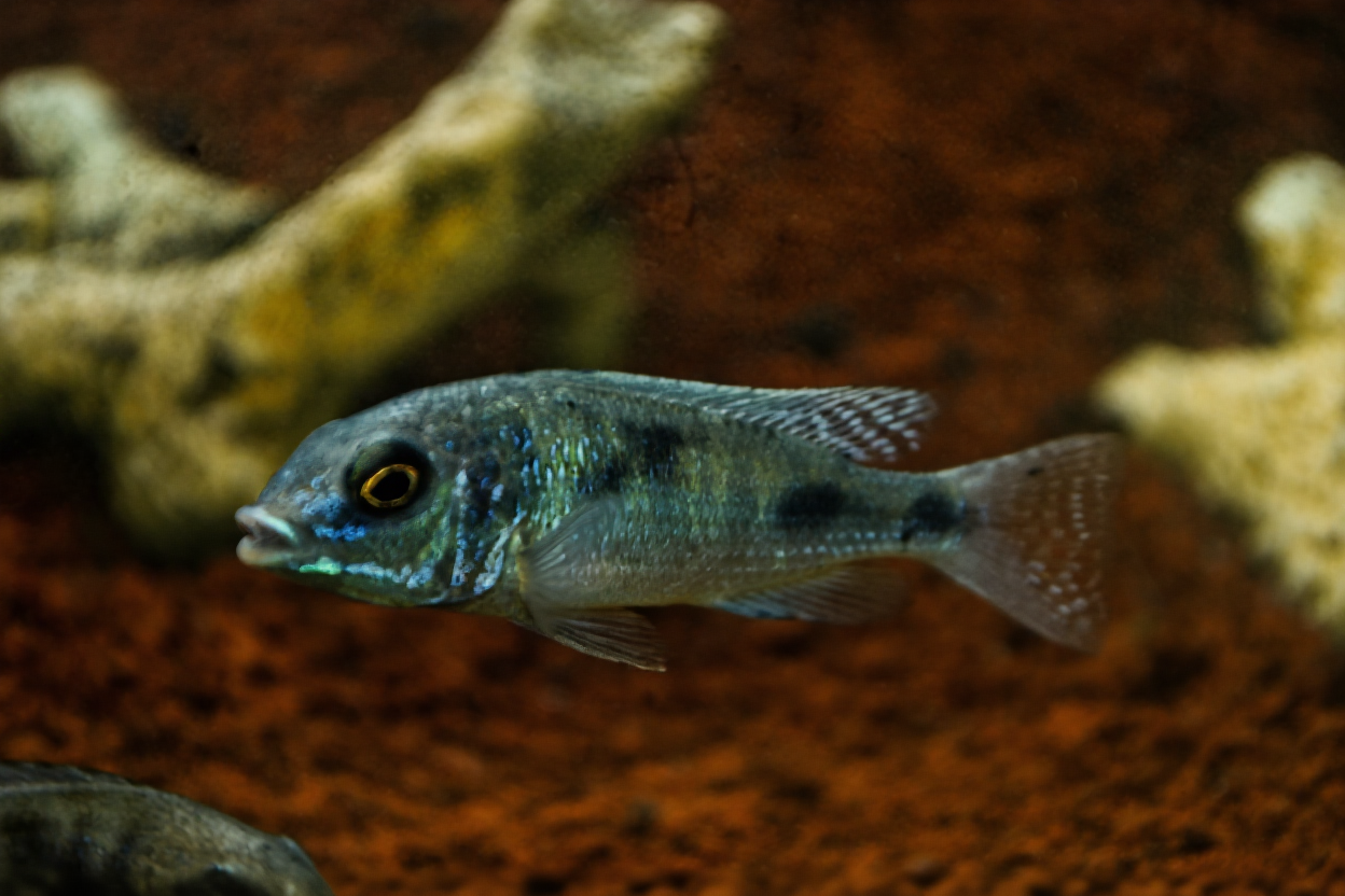 Ikan Cichlid Afrika vs Amerika: Apa Bedanya?