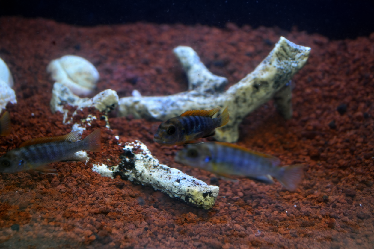 Panduan Lengkap Aquarium Ikan Cichlid: Ukuran, Air, dan Dekorasi
