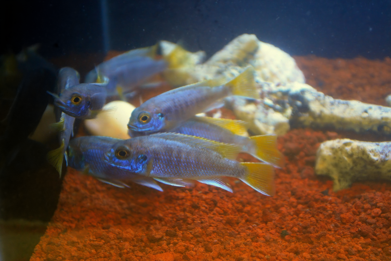 Apakah Ikan Cichlid Bisa Dicampur dengan Ikan Lain?