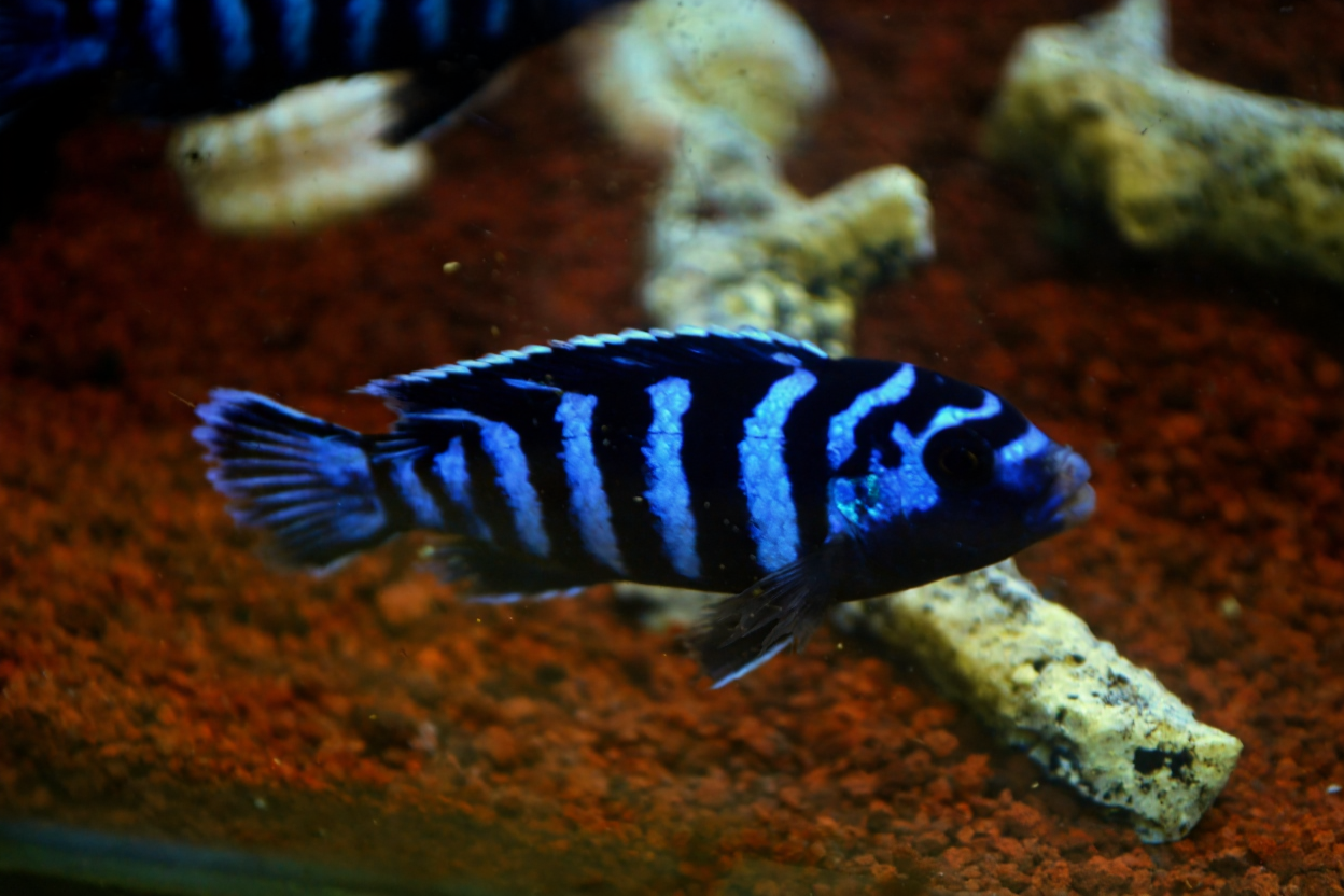 Makanan Ikan Cichlid Terbaik untuk Warna Cerah dan Sehat