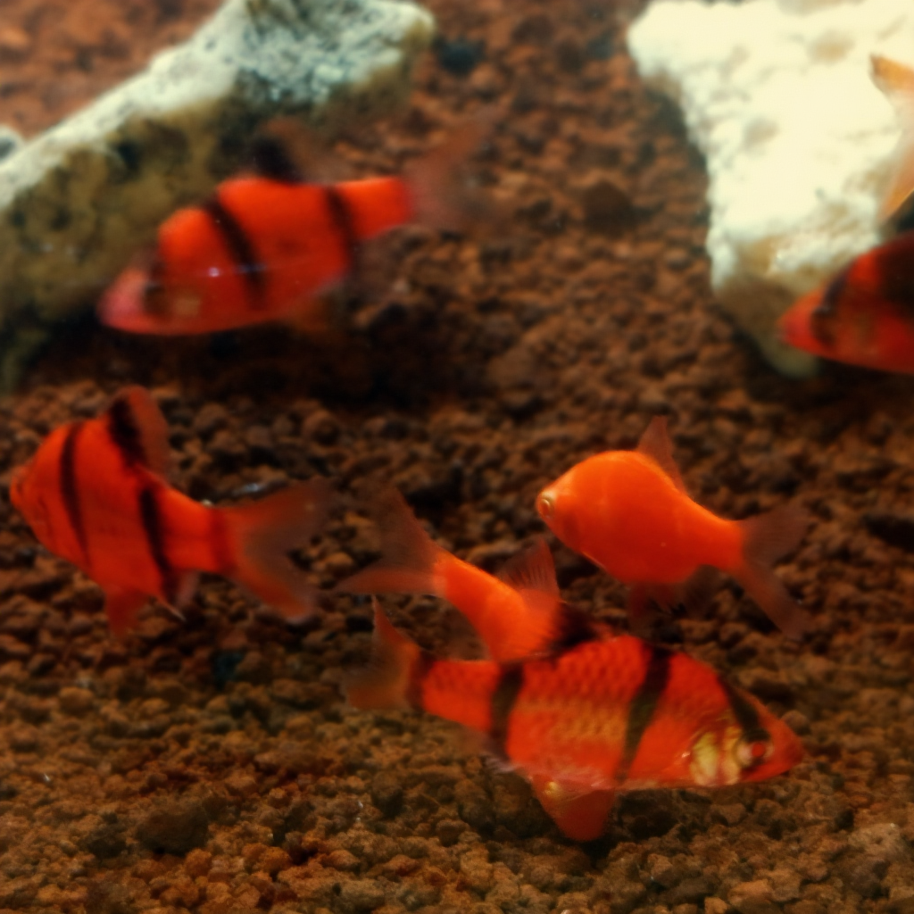 Tips Memilih Glowfish yang Sehat Saat Membeli – Panduan Lengkap untuk Aquascaper