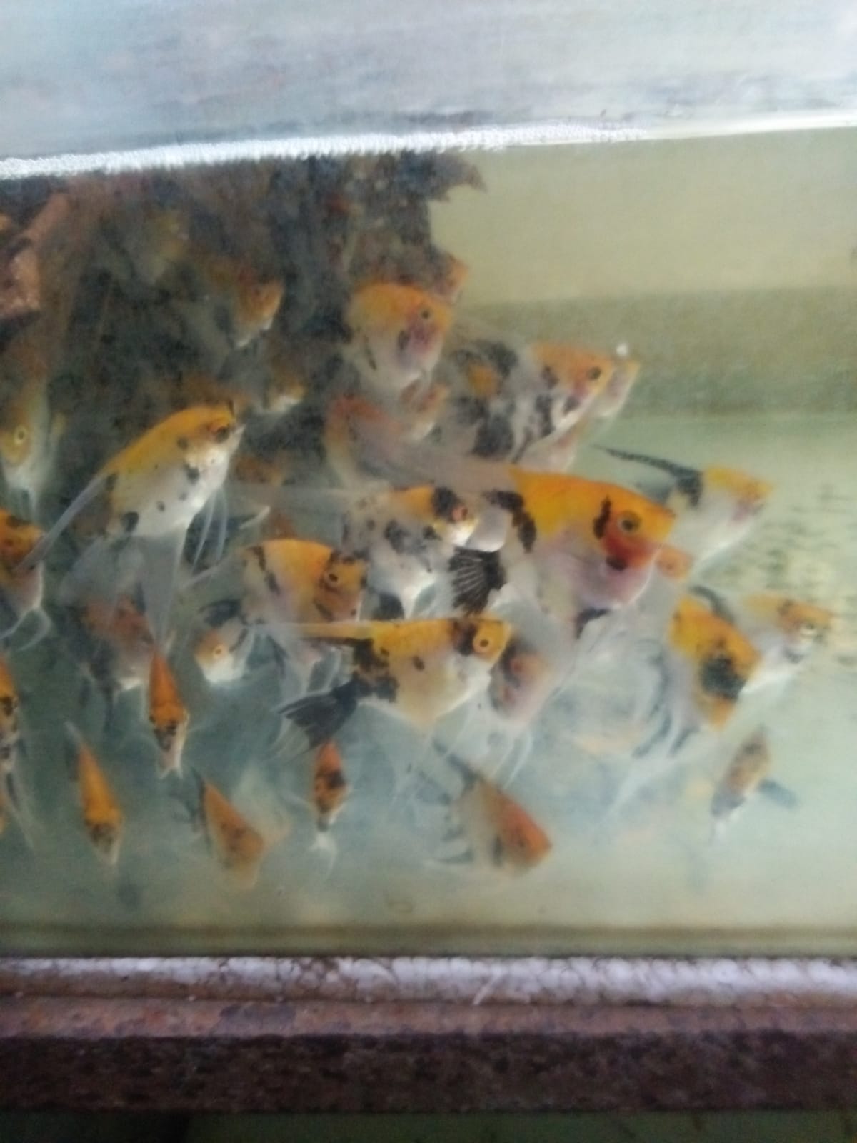 Ikan Manfish: Si Elegan Penghias Aquarium Kamu