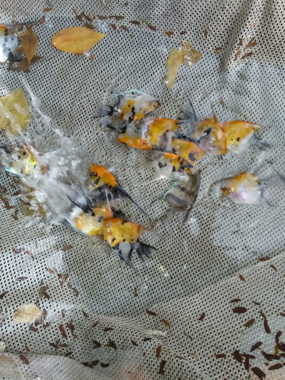 Tips Merawat Ikan Manfish Biar Sehat & Warna Makin Cerah