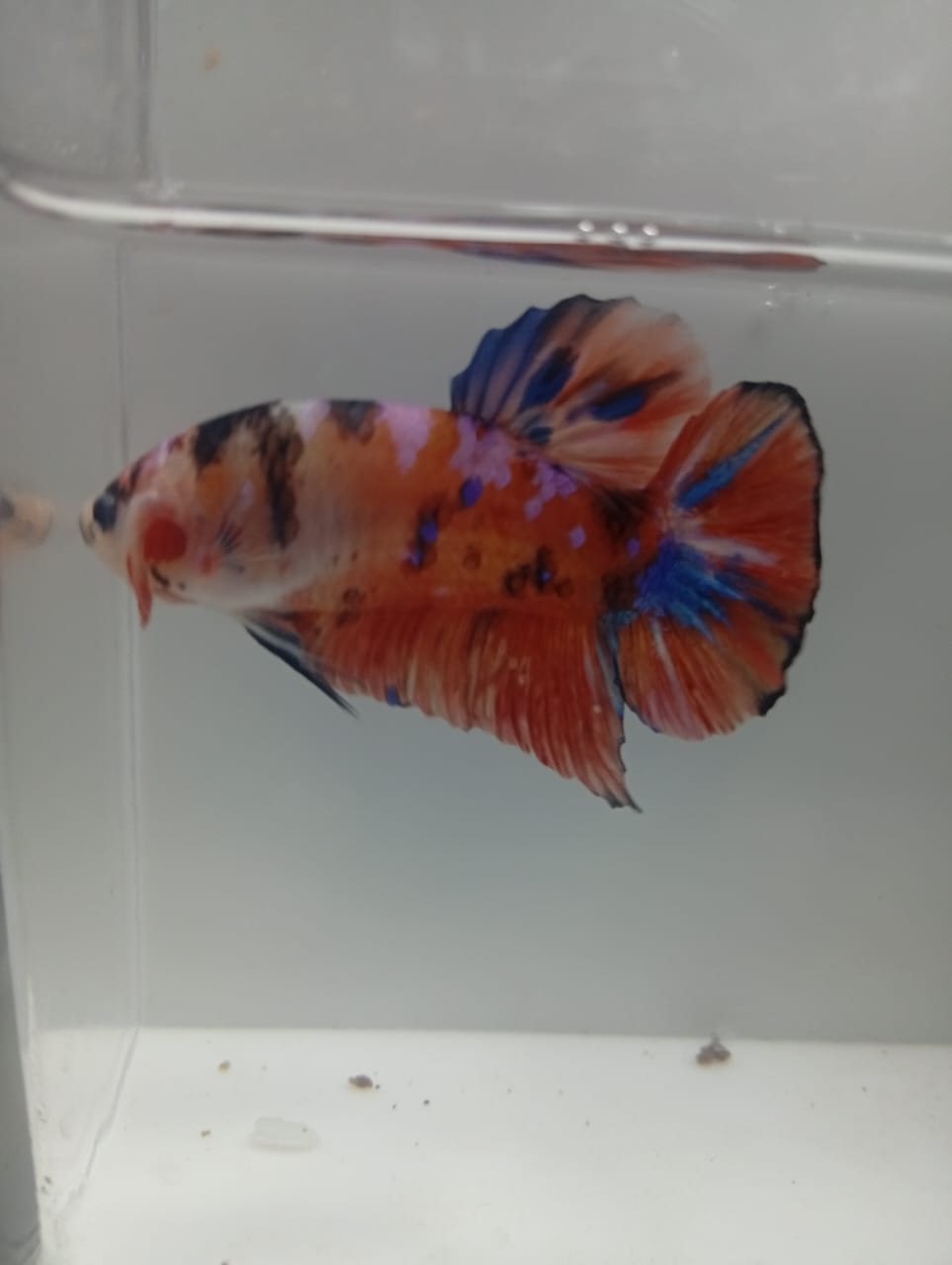 Panduan Lengkap Memilih Makanan Ikan Cupang Agar Cepat Besar