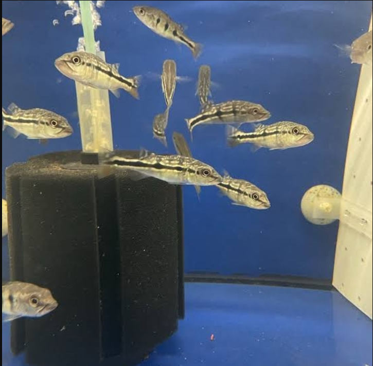 Penyakit yang Sering Menyerang Ikan Peacock Bass dan Cara Mengatasinya