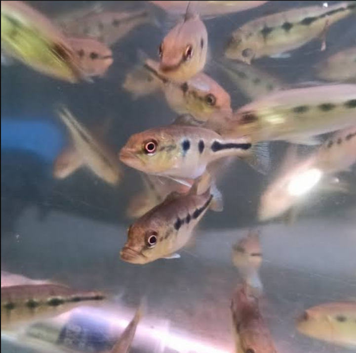 Ikan Peacock Bass: Panduan Lengkap Jenis, Habitat, dan Perawatannya
