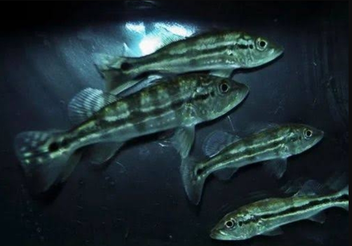 Harga Ikan Peacock Bass Terbaru 2025: Dari Anakan hingga Indukan