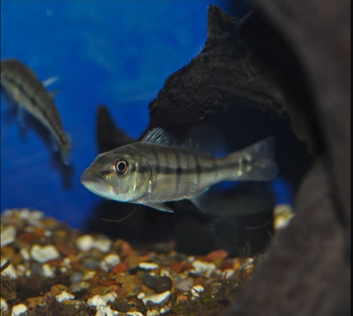 Cara Budidaya Ikan Peacock Bass: Panduan Lengkap untuk Sukses