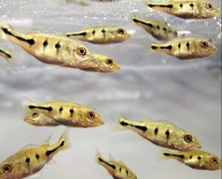 Rahasia Memelihara Ikan Peacock Bass agar Tumbuh Cepat dan Sehat