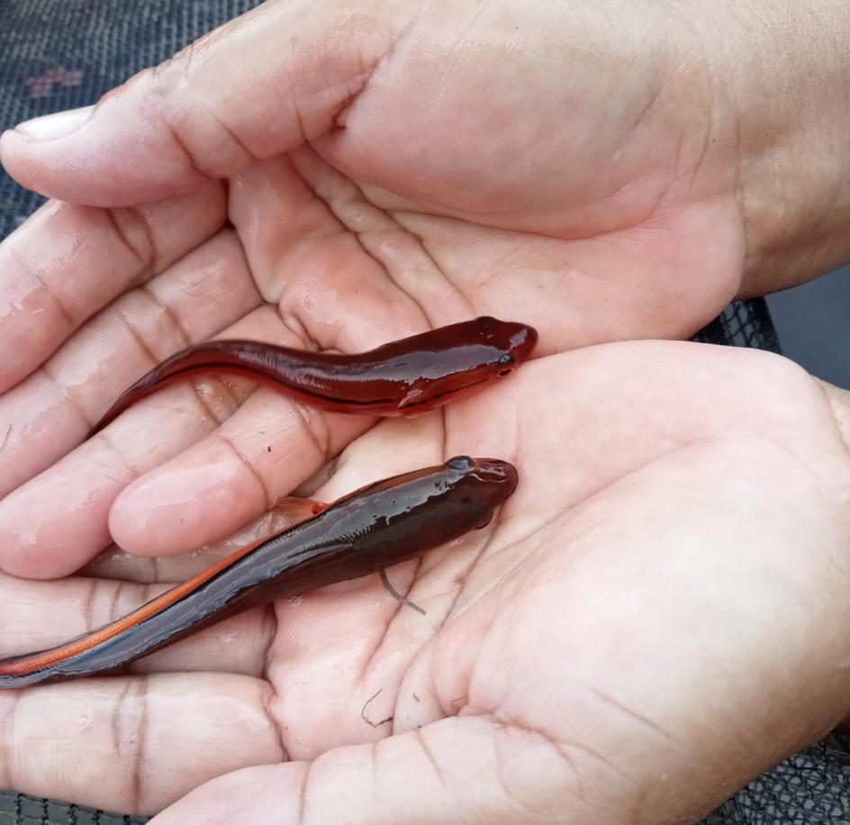 Apakah Ikan Gabus Termasuk Ikan Galak? Ini Faktanya!