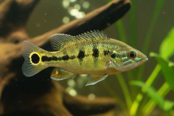 Keunggulan Ikan Peacock Bass Dibandingkan Predator Air Tawar Lain