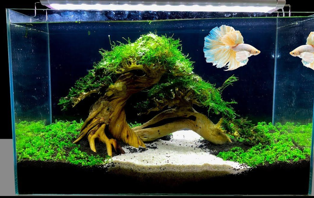 Aquascape untuk Ikan Cupang: Desain Kolam Mini yang Menawan