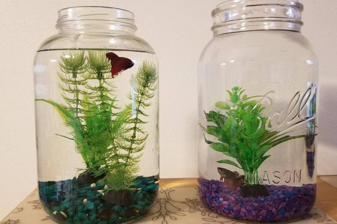 Panduan Lengkap Perawatan Ikan Cupang di Toples untuk Pemula