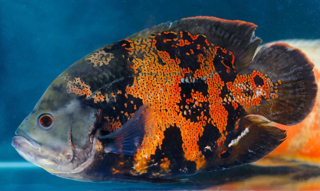 10 Fakta Unik Ikan Oscar yang Wajib Diketahui Pecinta Aquarium