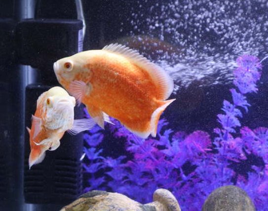 Aquarium Ideal untuk Ikan Oscar: Ukuran, Filter, dan Setting yang Tepat