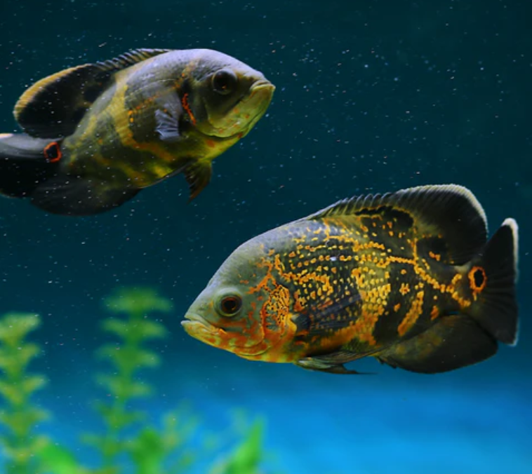Harga Ikan Oscar di Pasaran Terbaru: Dari Oscar Albino hingga Batik