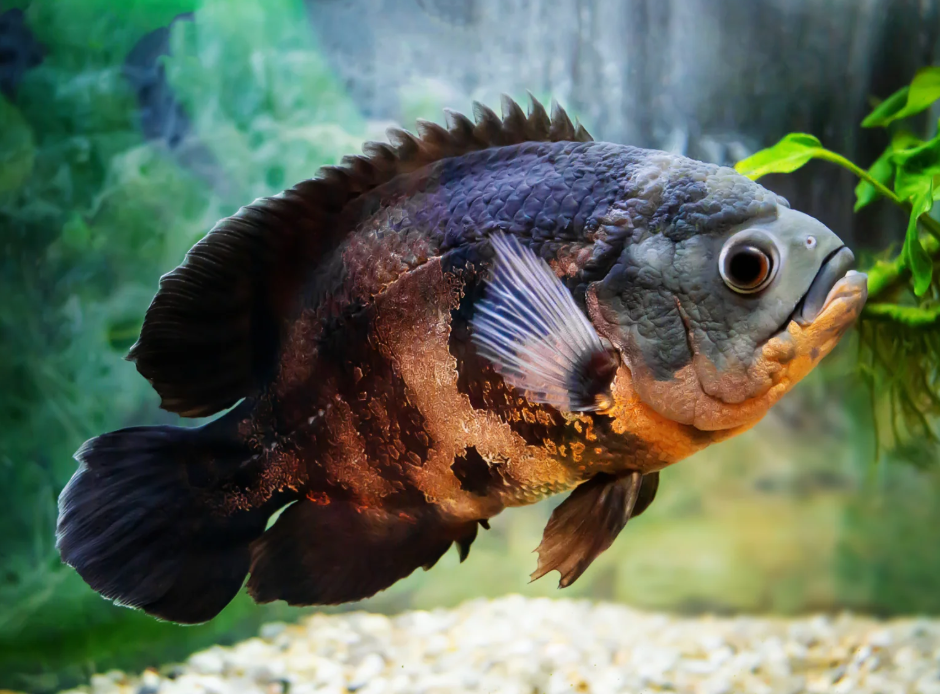 Cara Mengatasi Ikan Oscar Stres dan Tidak Mau Makan